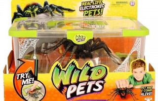 wild pets spider habitat